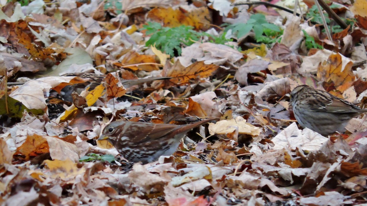 strnadec kaštanový - ML644585908