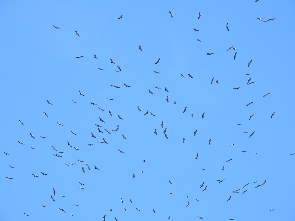 Eurasian Griffon - ML644585909