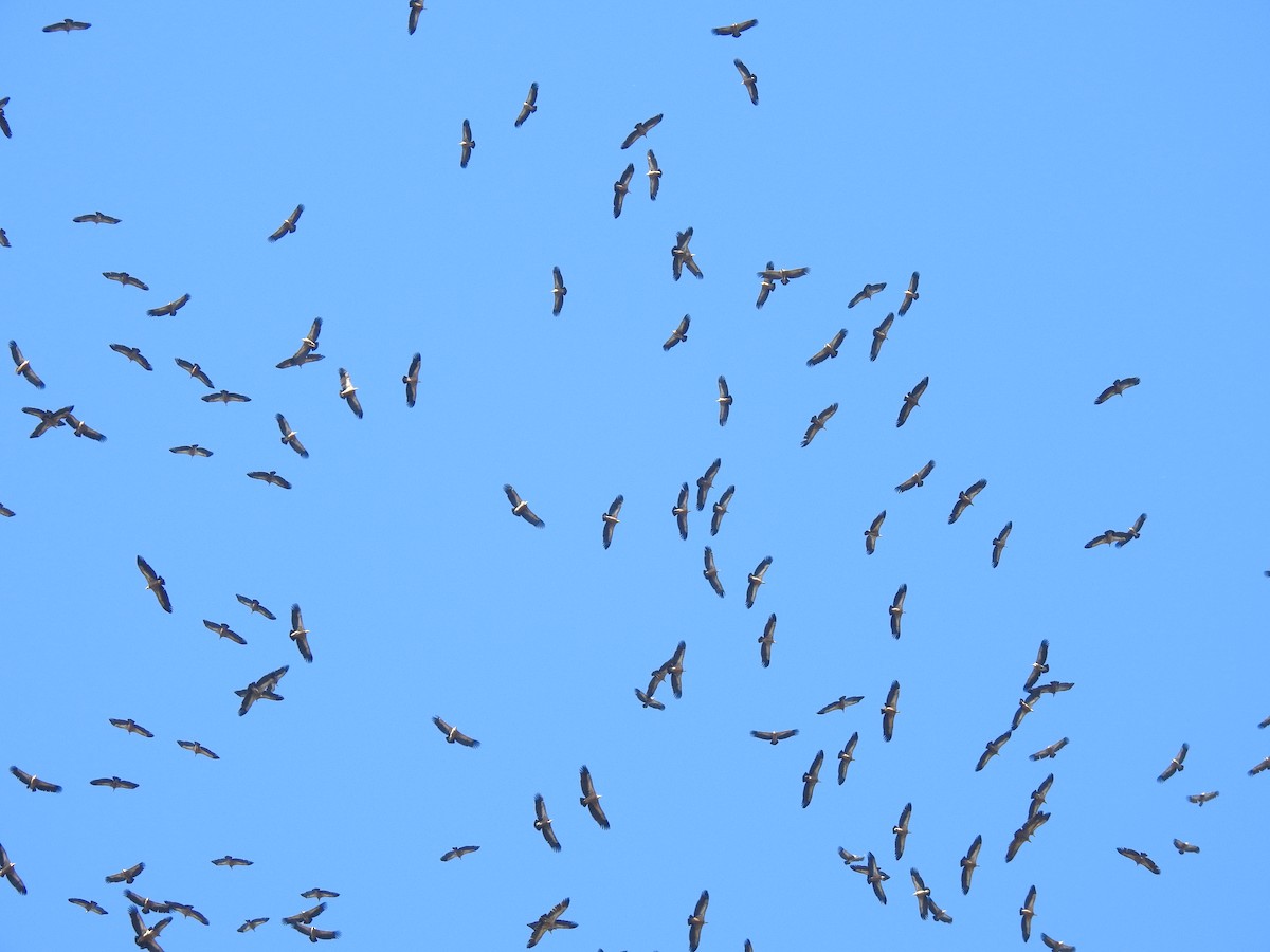 Eurasian Griffon - ML644585910