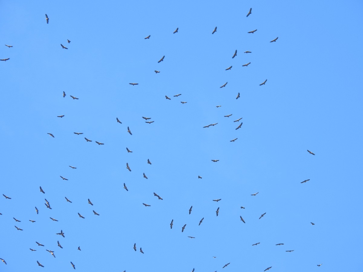 Eurasian Griffon - ML644585911