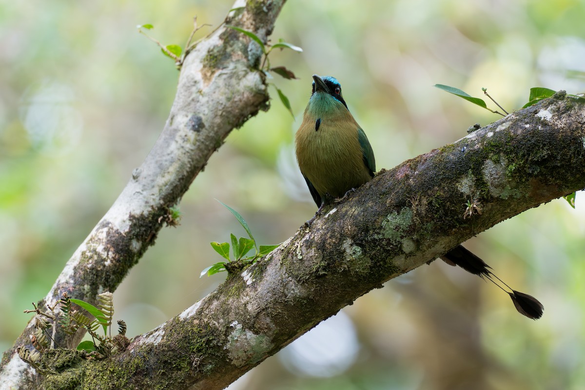 Lesson Motmotu - ML644585912