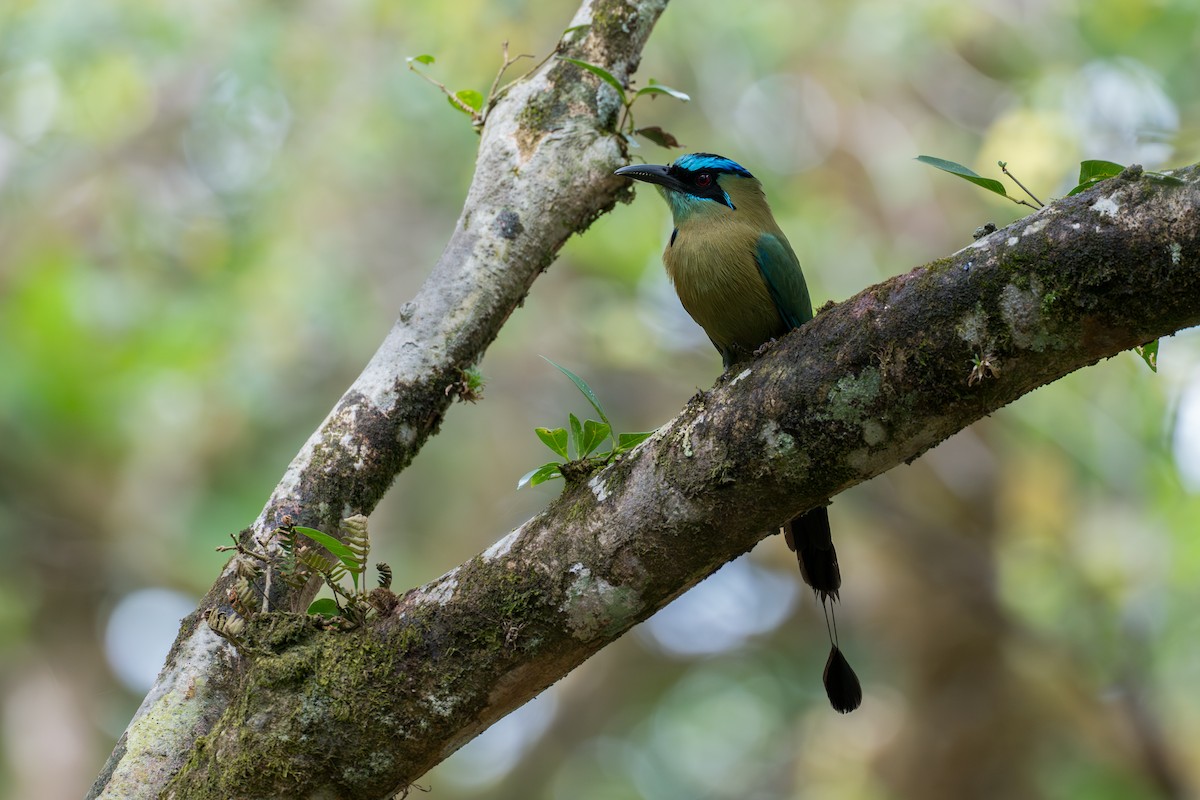 Lesson Motmotu - ML644585913