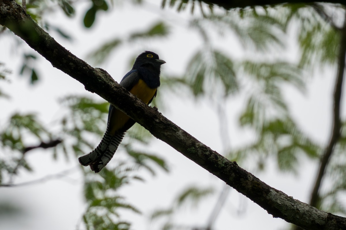 Gartered Violaceous Trogon - ML644585916