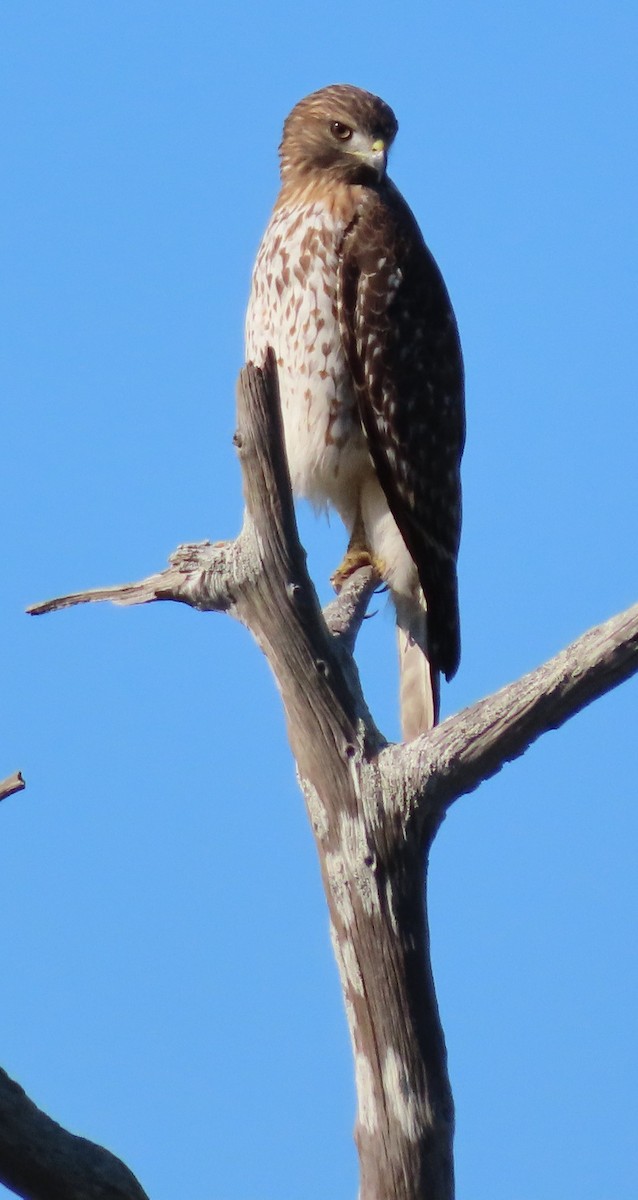 Red-shouldered Hawk - ML644585918