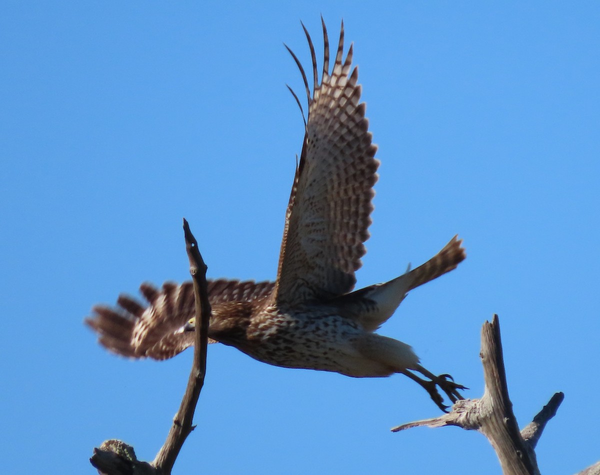 Red-shouldered Hawk - ML644585919