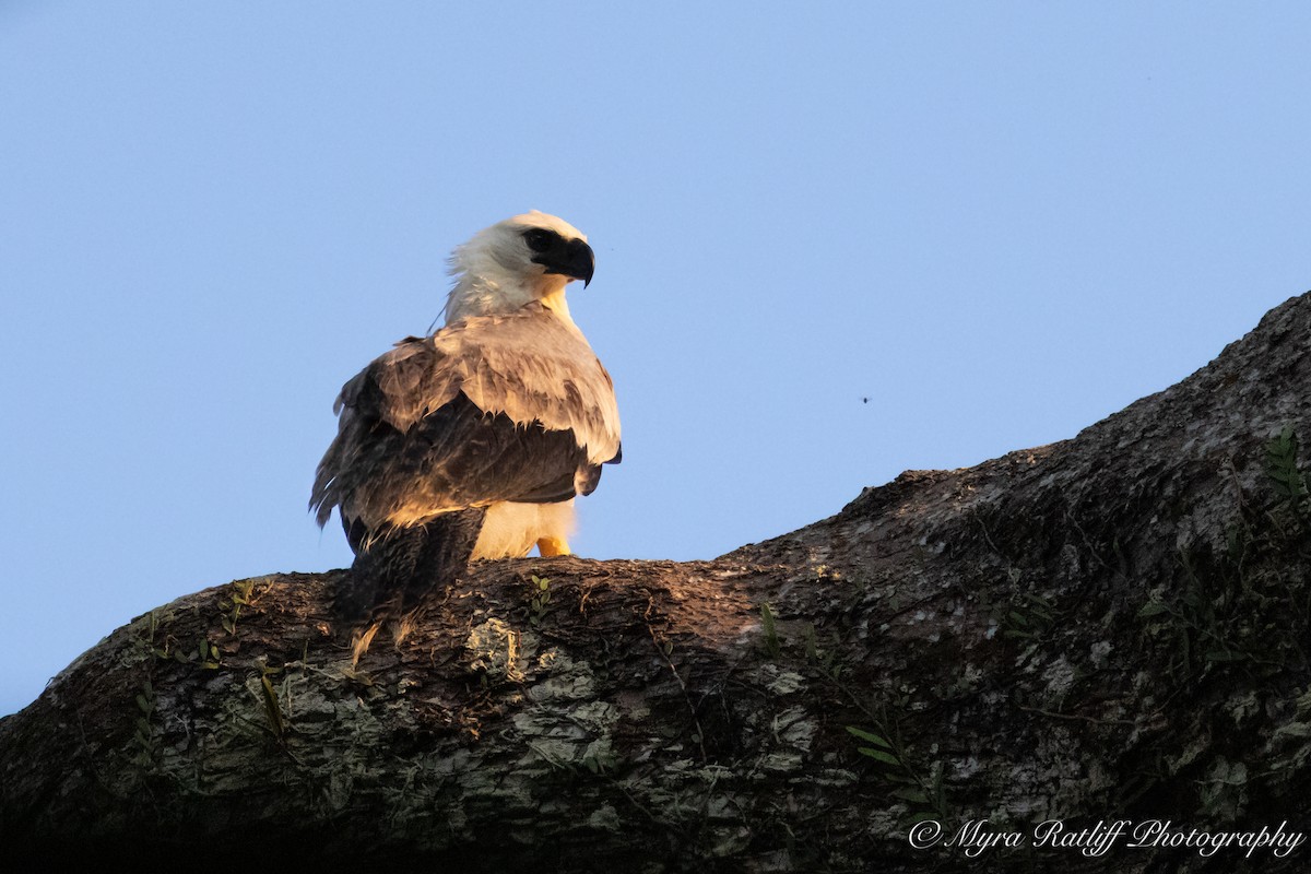 オウギワシ - ML644585920