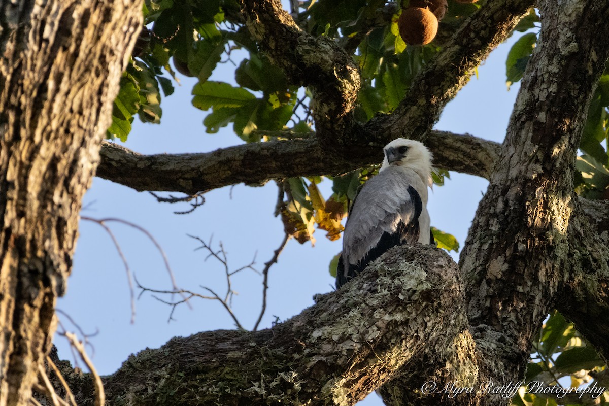 オウギワシ - ML644585921