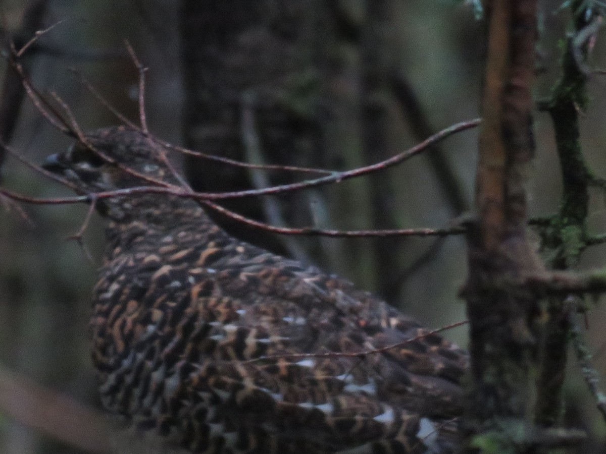 ハリモミライチョウ - ML644585923