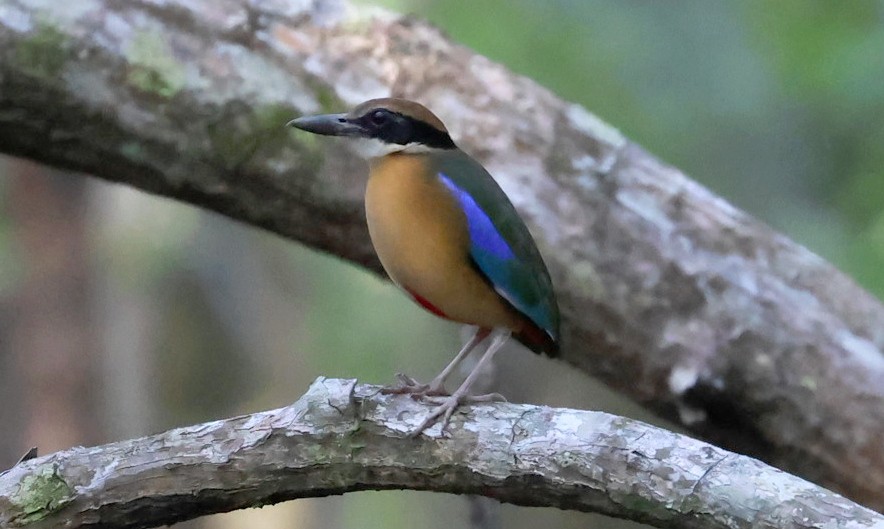 Мангровая питта - ML644585924