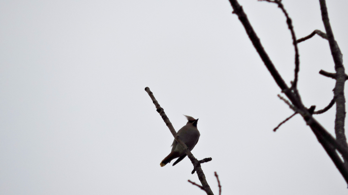 Seidenschwanz - ML644585927