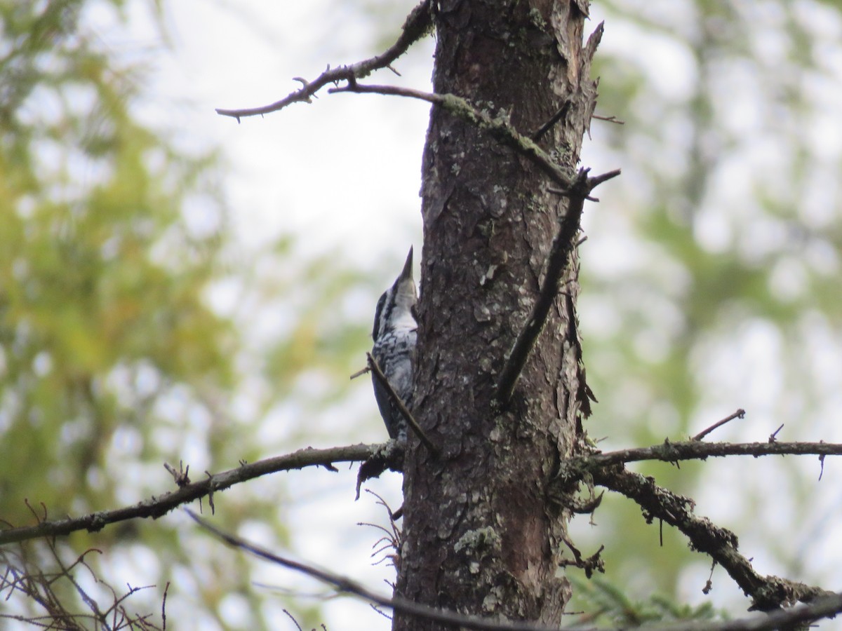Black-backed Woodpecker - ML644585931