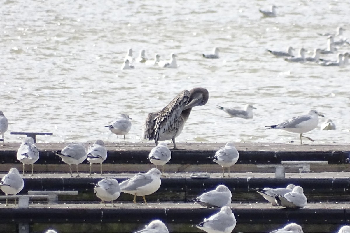 Brown Pelican - ML644585933