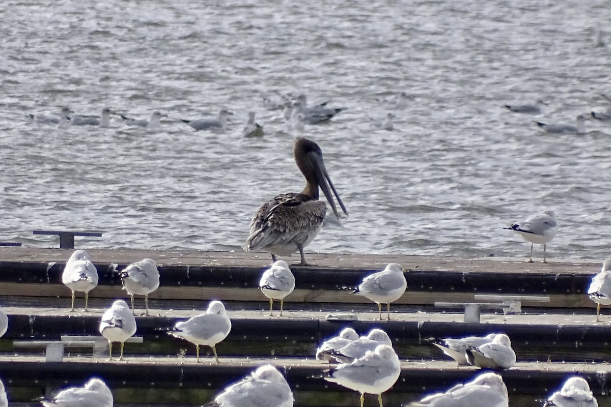 Brown Pelican - ML644585934