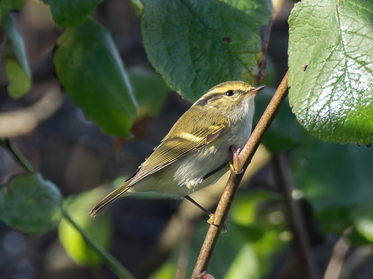 Pallas's Leaf Warbler - ML644585935
