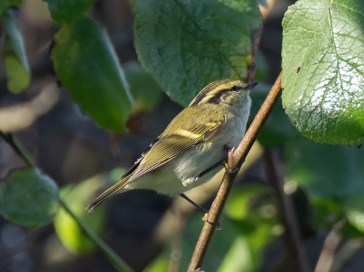 Pallas's Leaf Warbler - ML644585936