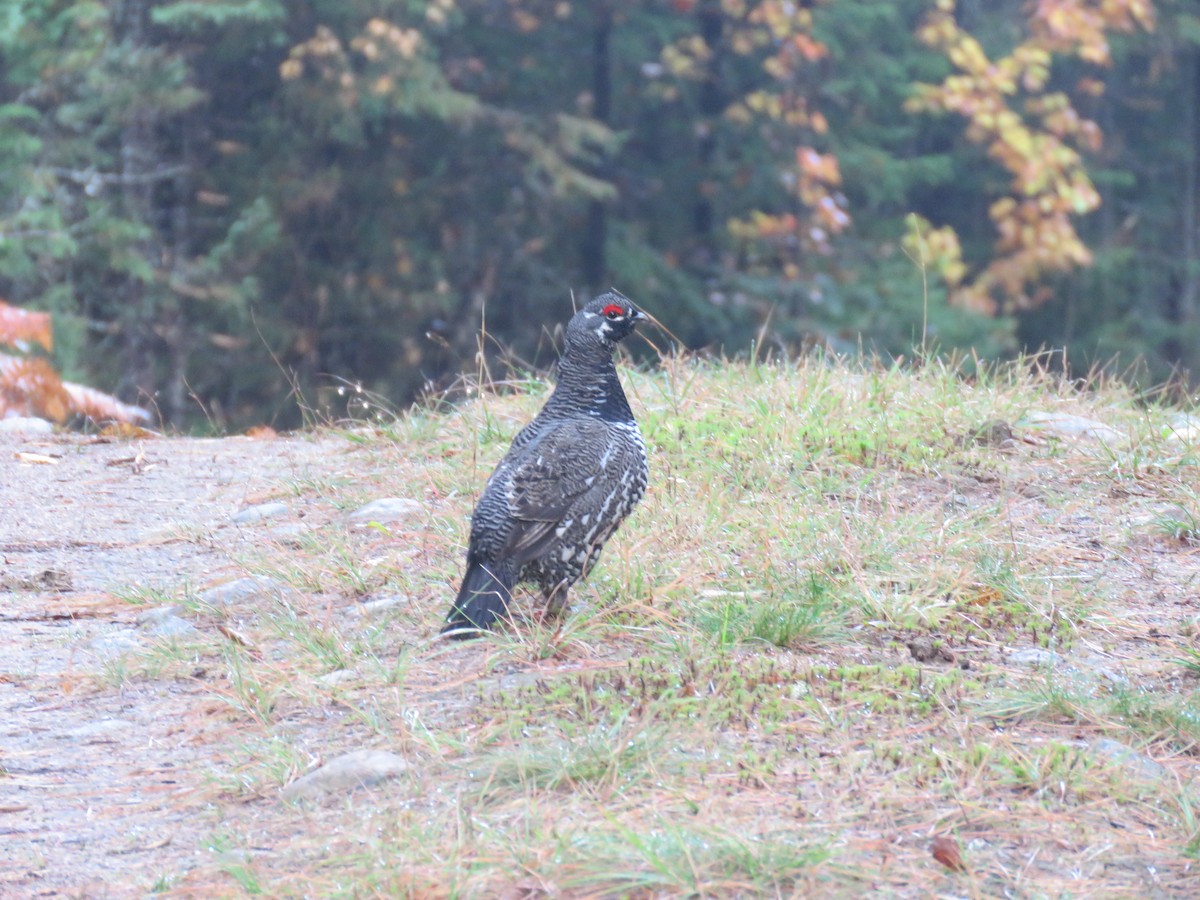 ハリモミライチョウ - ML644585938