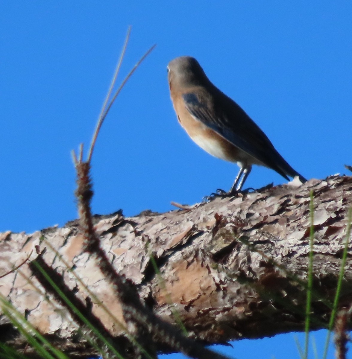 Eastern Bluebird - ML644585939