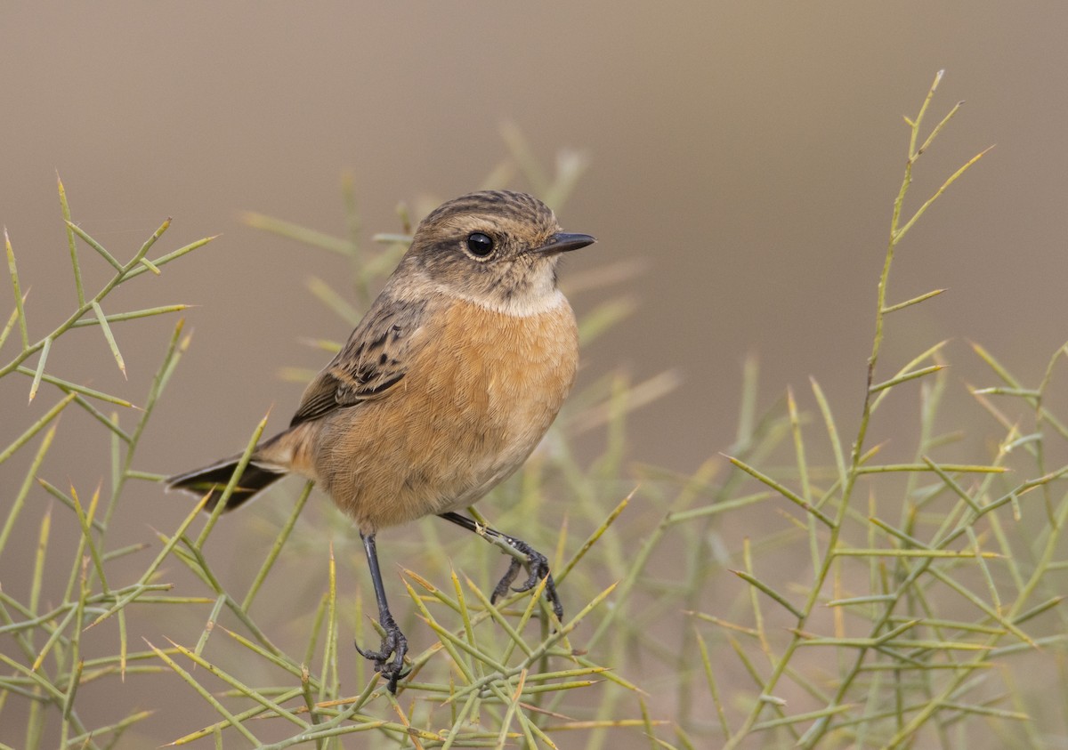 European Stonechat - ML644585940