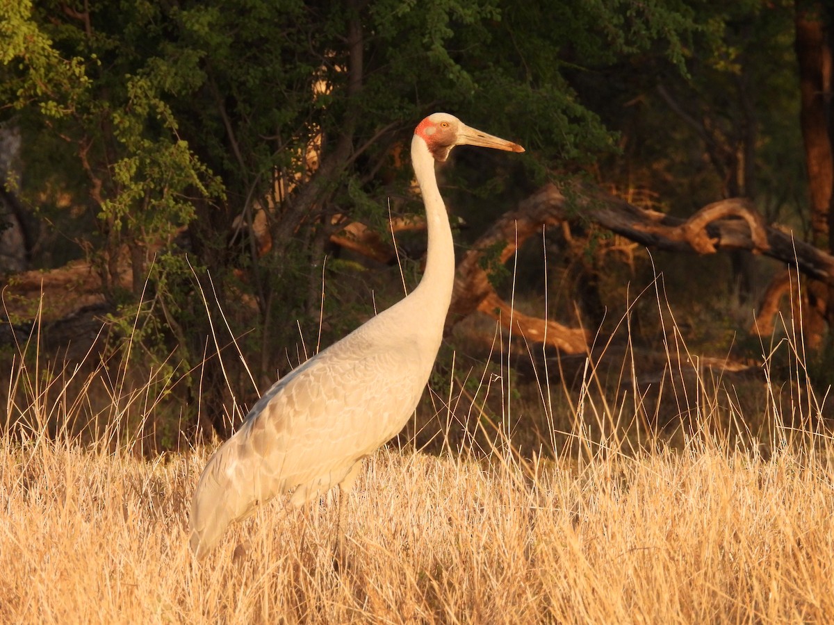 Brolga - ML644585941