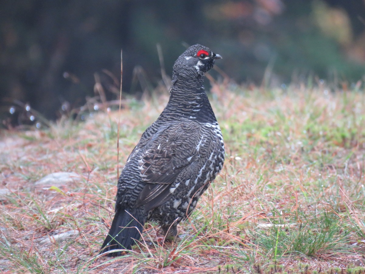 ハリモミライチョウ - ML644585942