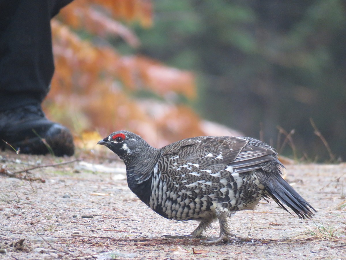 granjerpe - ML644585956