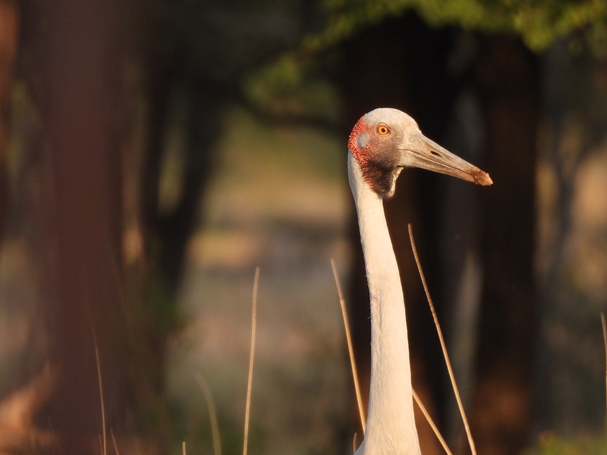 Brolga - ML644585957