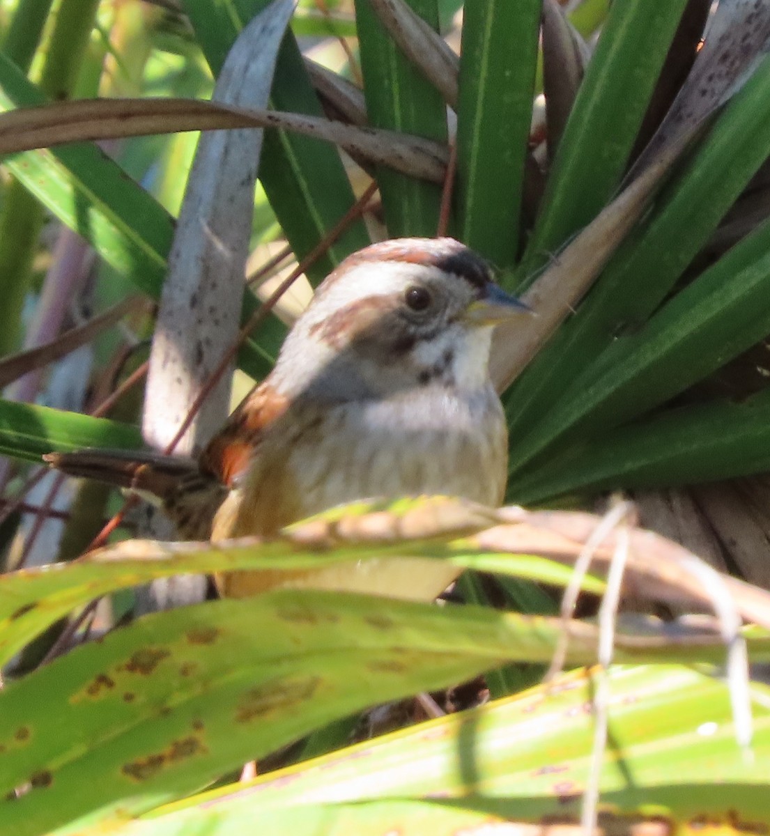 Болотная зонотрихия - ML644585959