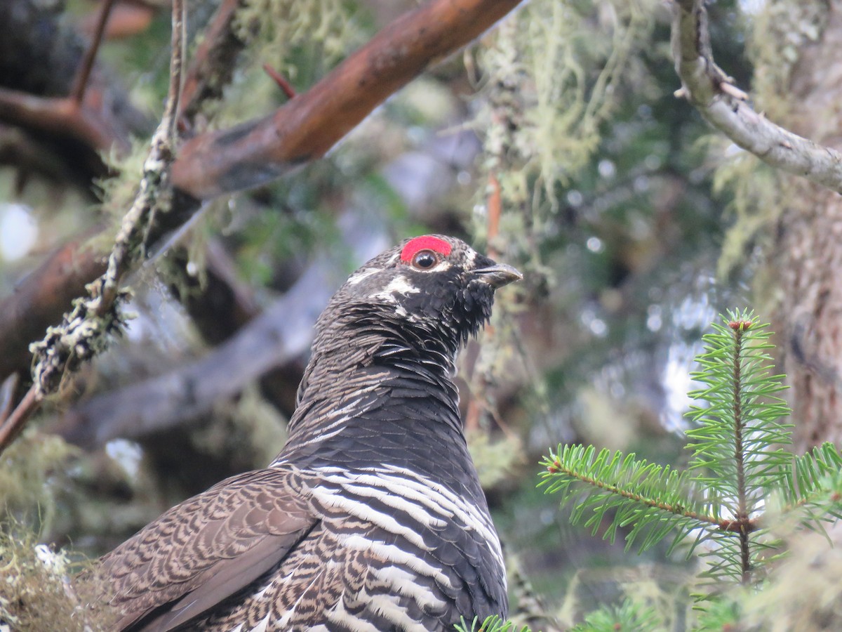 ハリモミライチョウ - ML644585960