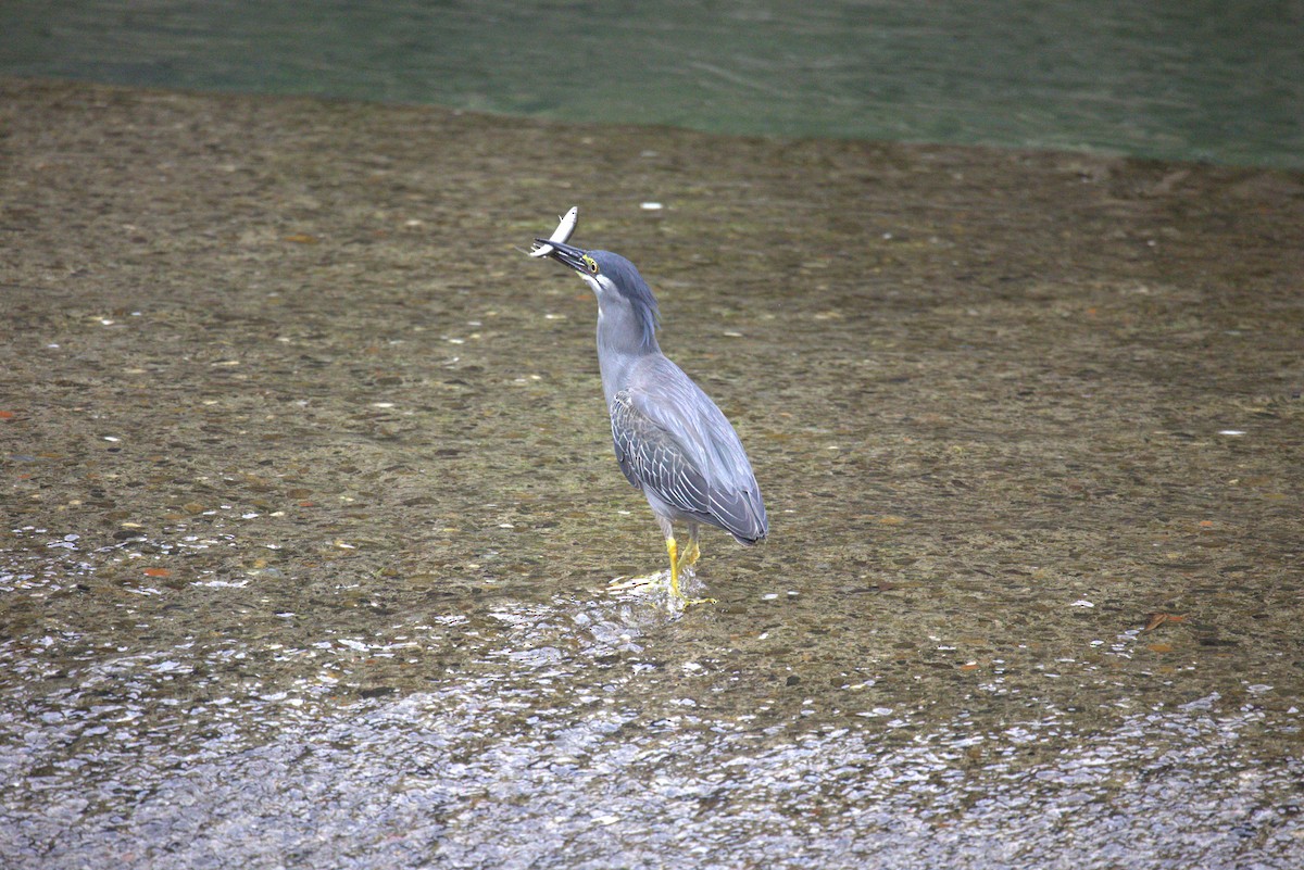 volavka malá - ML644585961