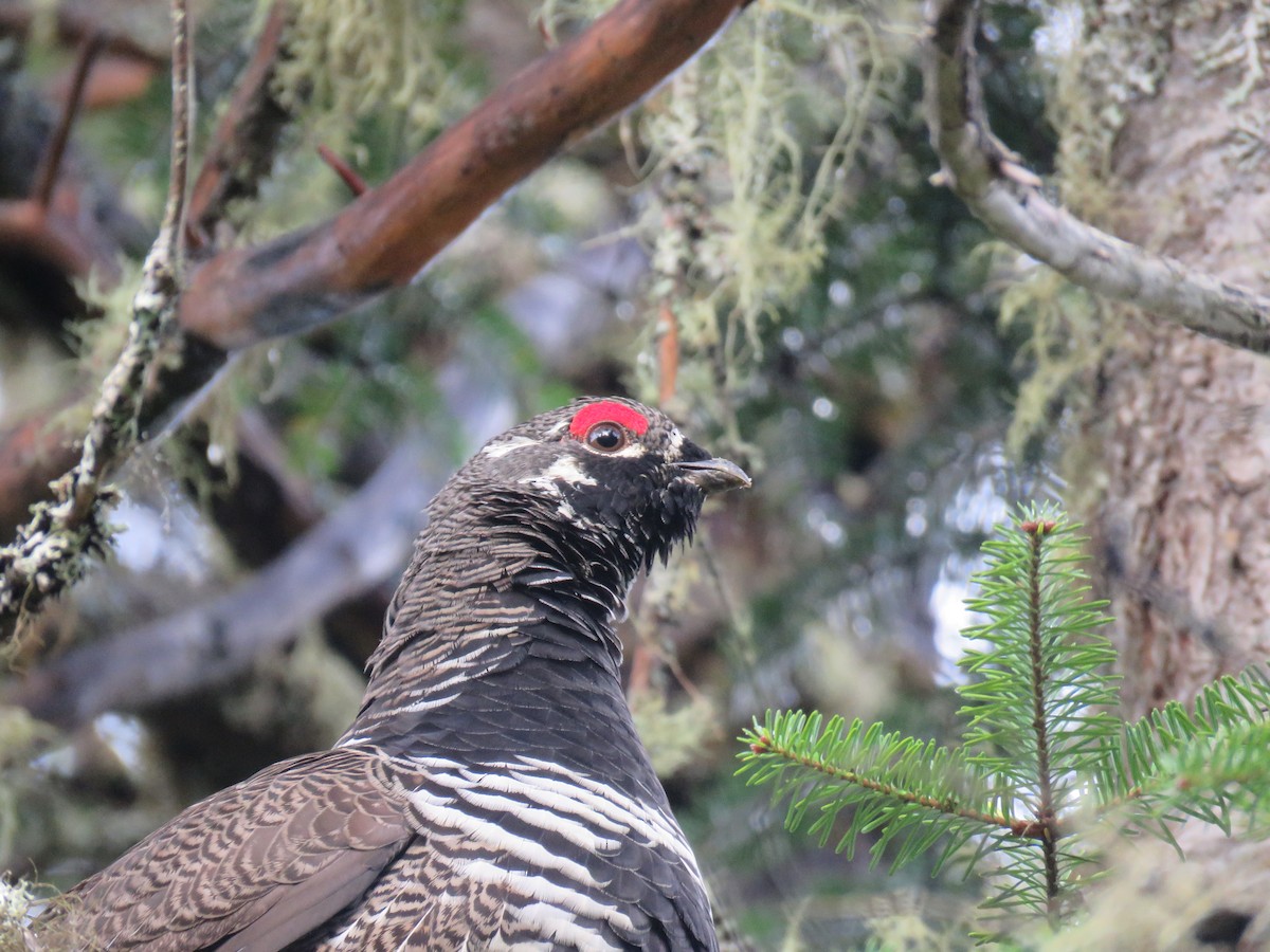 ハリモミライチョウ - ML644585962