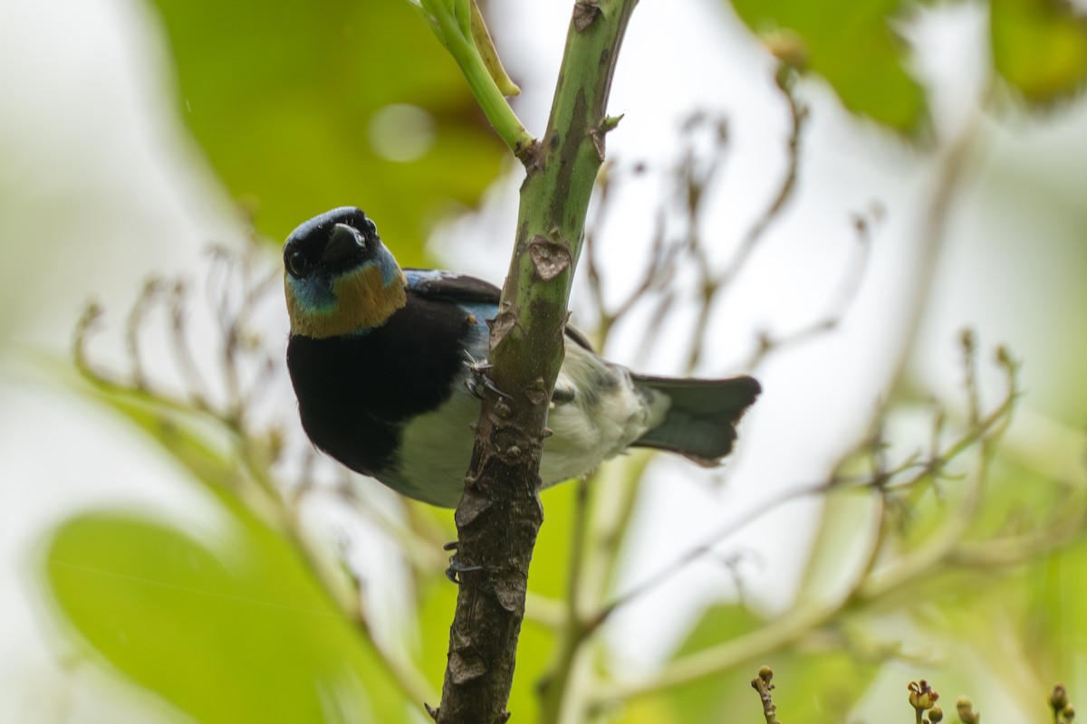 Golden-hooded Tanager - ML644585963