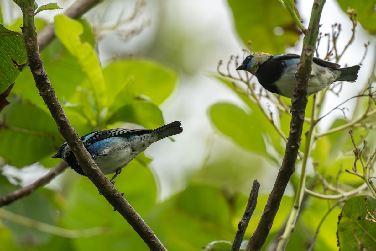 Golden-hooded Tanager - ML644585964