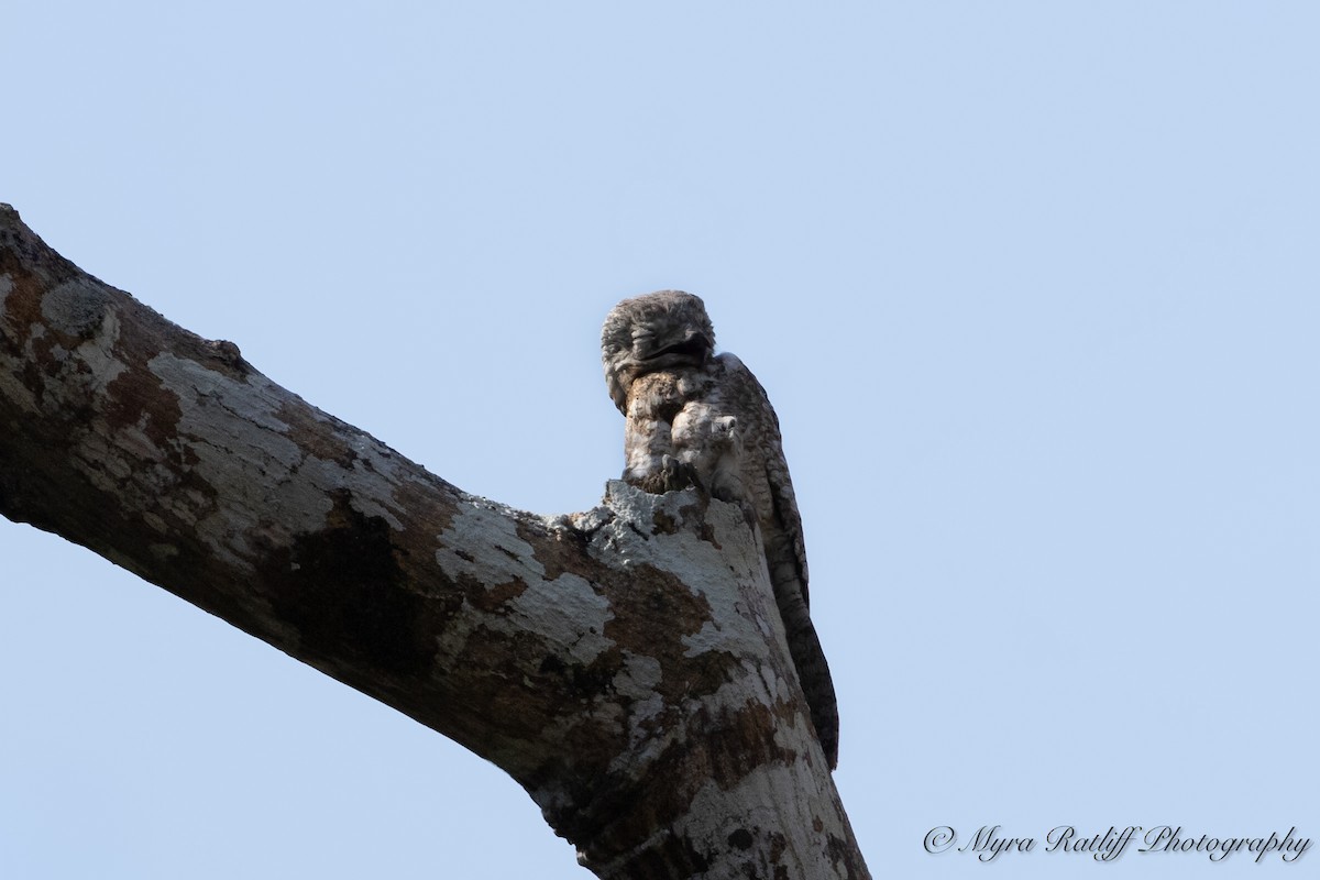 Great Potoo - ML644585965