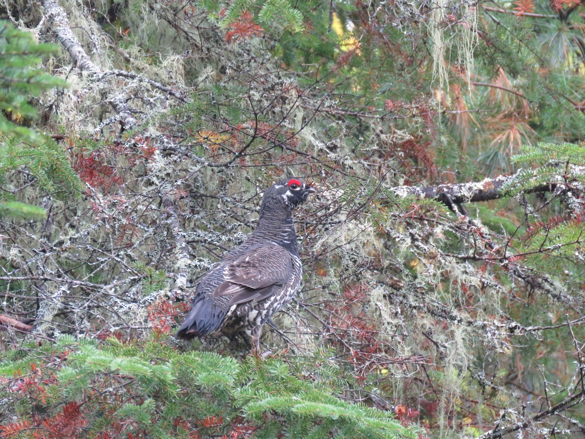 ハリモミライチョウ - ML644585967