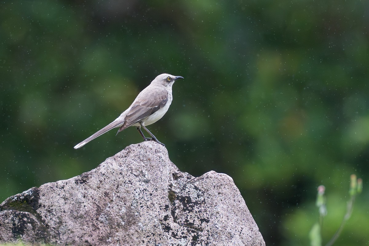 Tropical Mockingbird - ML644585968