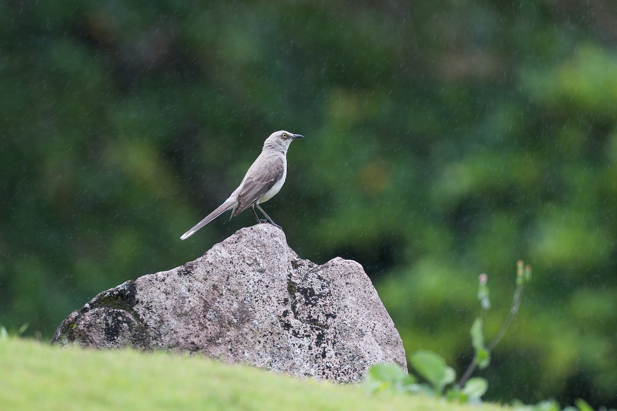 Tropical Mockingbird - ML644585969