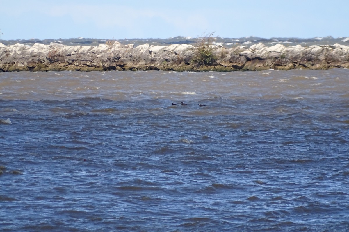 Black Scoter - ML644585970