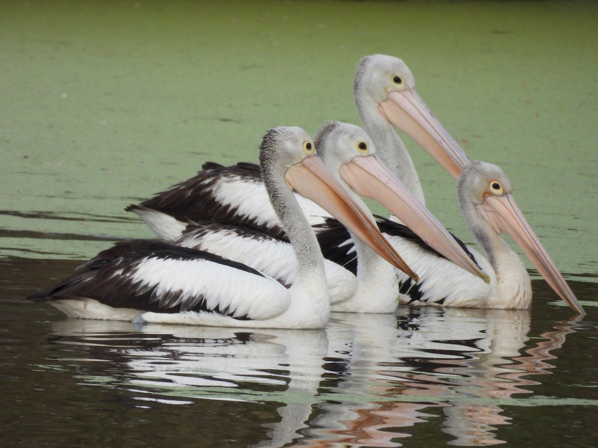 Australian Pelican - ML644585974