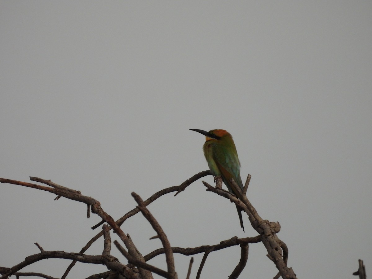 Guêpier arc-en-ciel - ML644585981