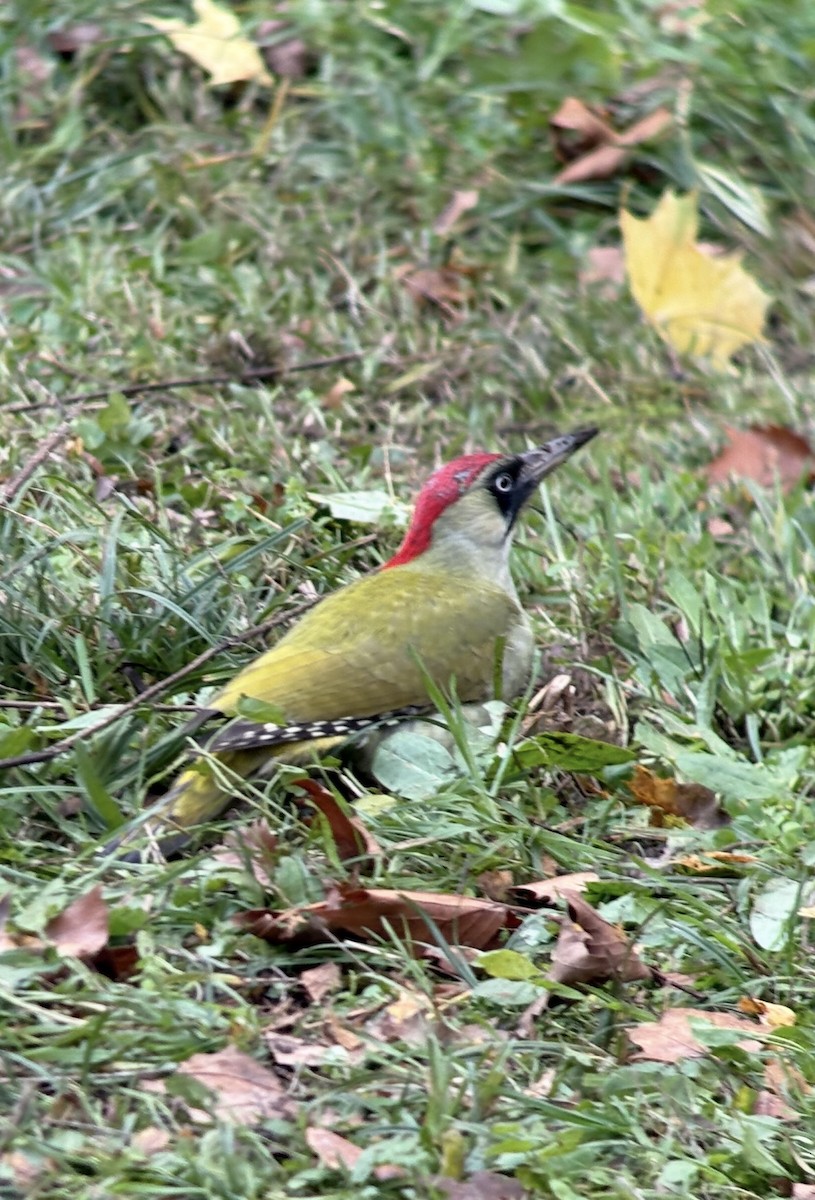 žluna zelená - ML644585982