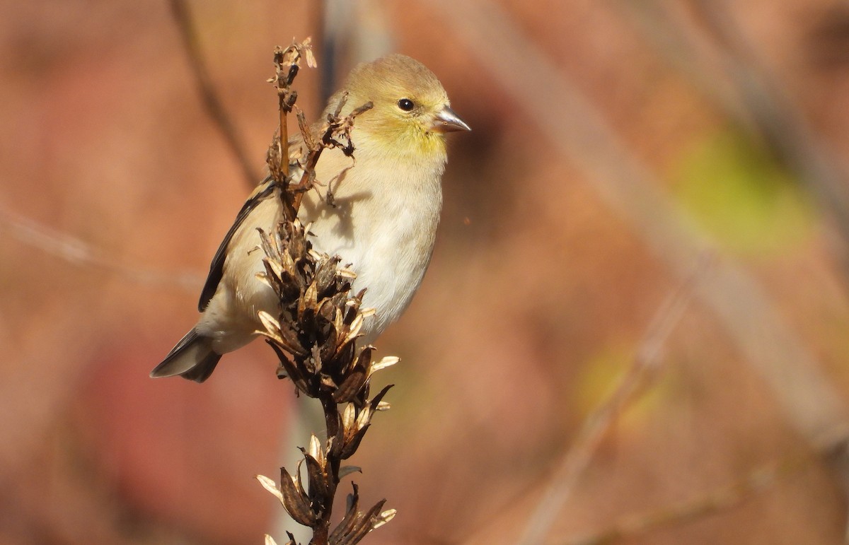 American Goldfinch - ML644585984