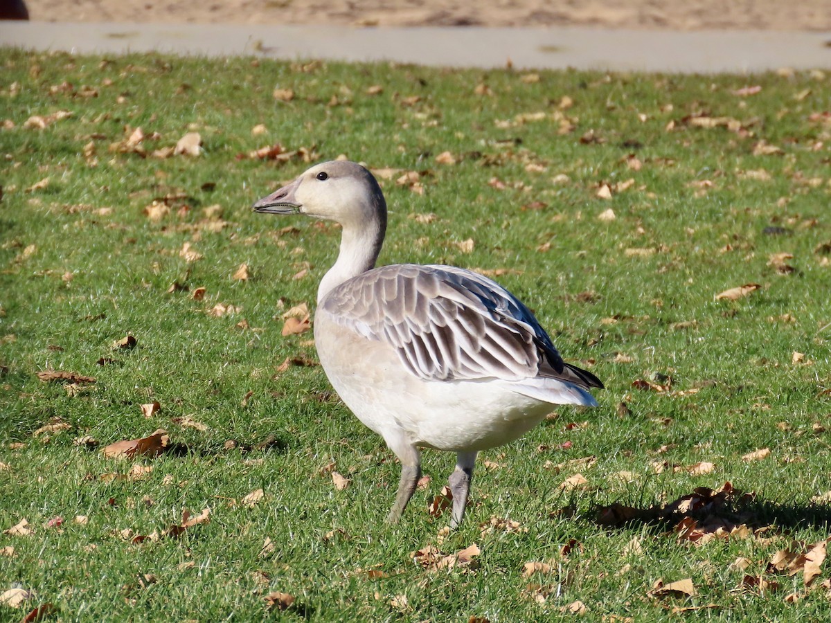 husa sněžní - ML644585985