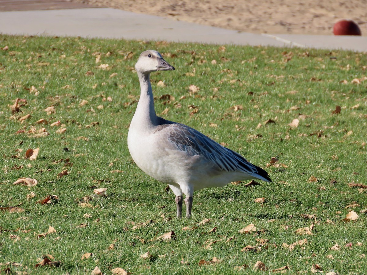 husa sněžní - ML644585989