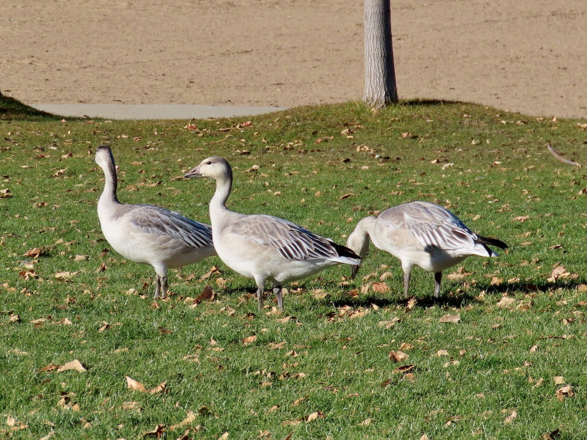 husa sněžní - ML644585996