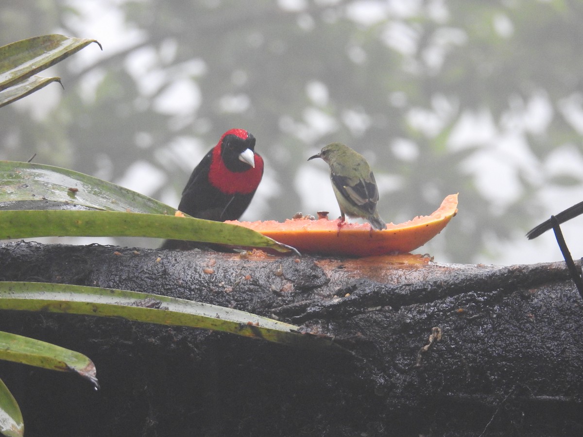 Crimson-collared Tanager - ML644586001