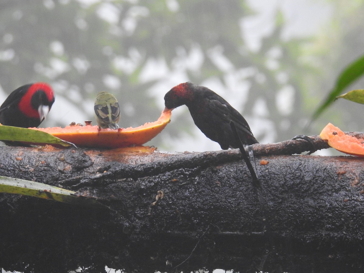 Crimson-collared Tanager - ML644586002