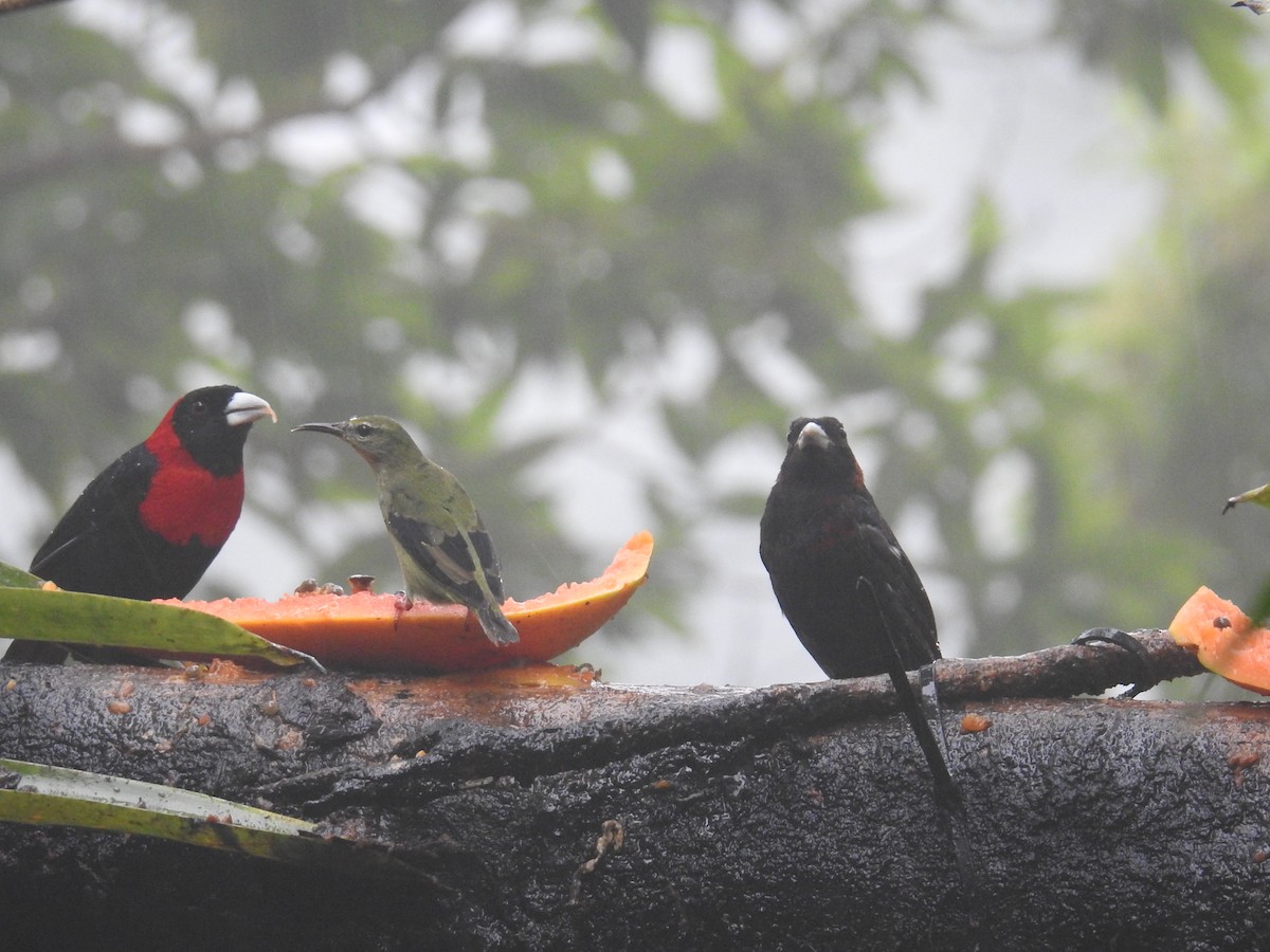 Crimson-collared Tanager - ML644586003