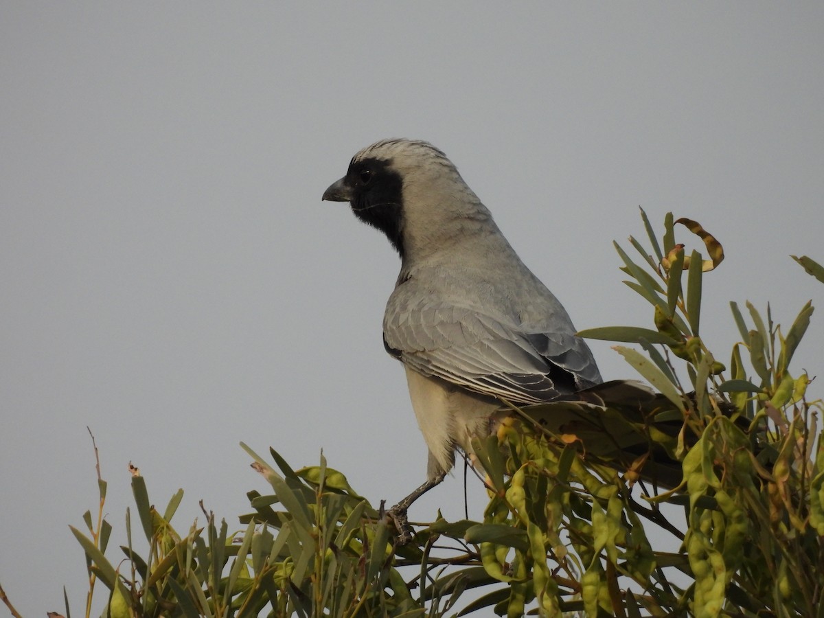 Black-faced Cuckooshrike - ML644586006