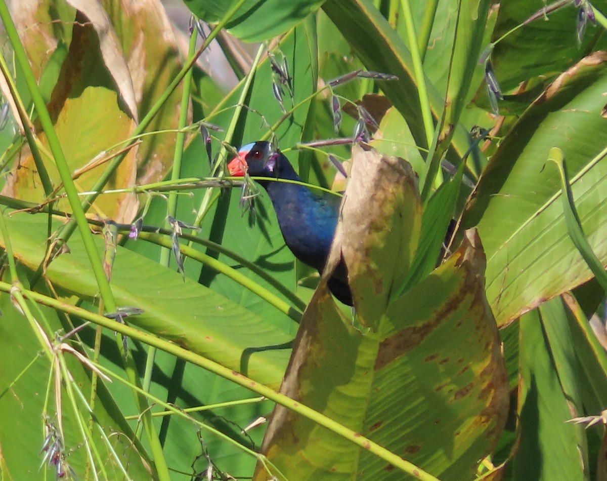 Uroilo urdin amerikarra - ML644586007