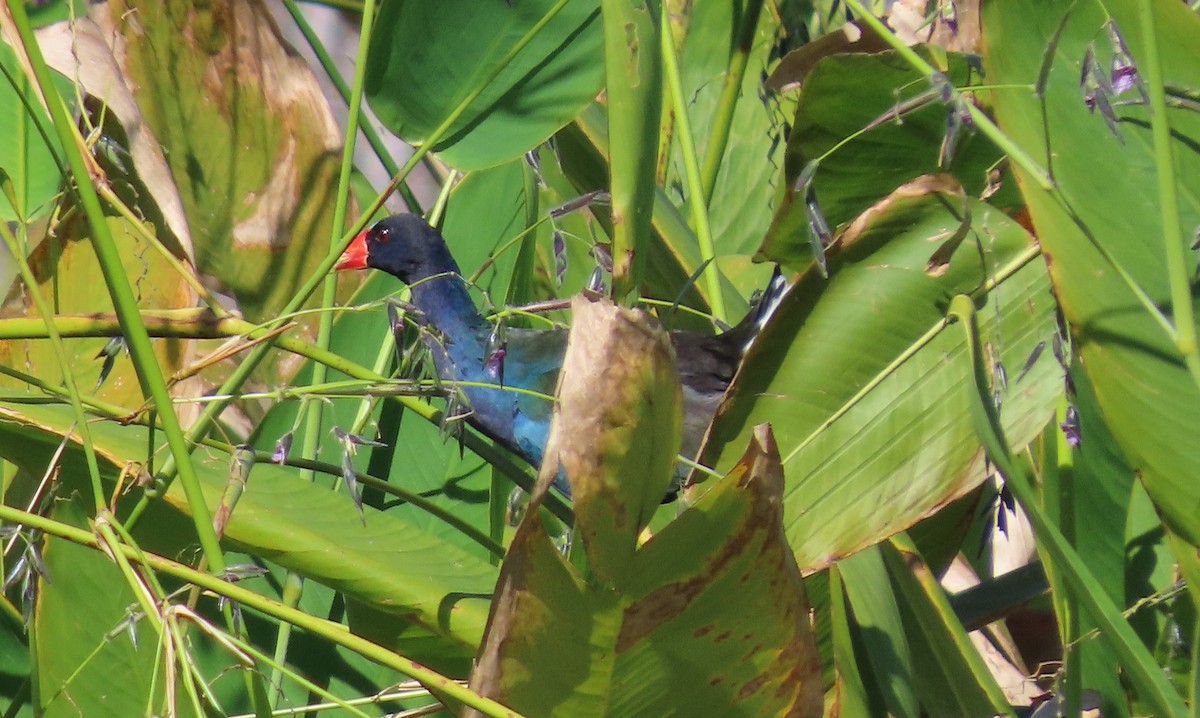 Uroilo urdin amerikarra - ML644586008